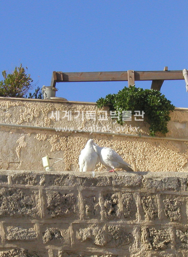 비둘기 Dove, Pigeon